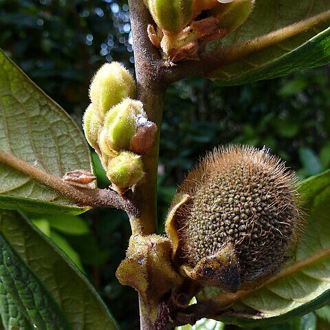 Diospyros gaultheriifolia unspecified picture