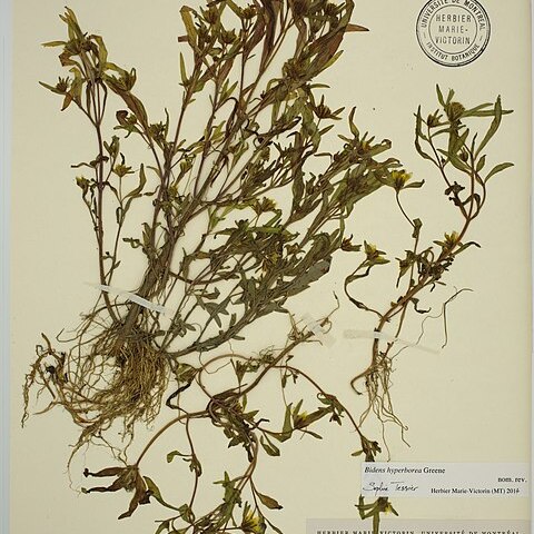 Bidens hyperborea unspecified picture