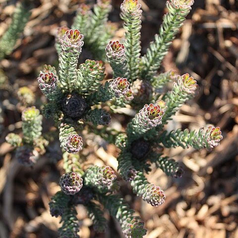 Leucadendron levisanus unspecified picture