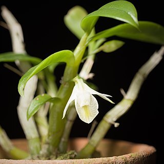 Dendrobium trinervium unspecified picture