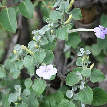 Barleria heterotricha unspecified picture