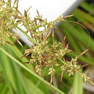 Carex cruciata unspecified picture