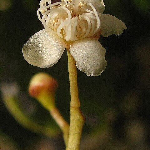 Myrcia guianensis unspecified picture