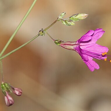 Mirabilis coccinea unspecified picture