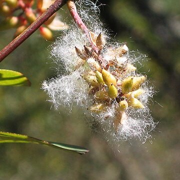 Salix cavaleriei unspecified picture