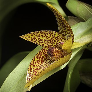 Bulbophyllum sanguineo-maculatum unspecified picture