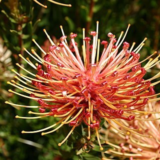 Leucospermum tottum unspecified picture