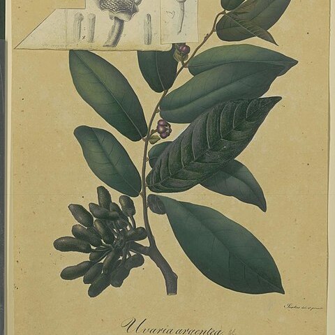 Uvaria argentea unspecified picture