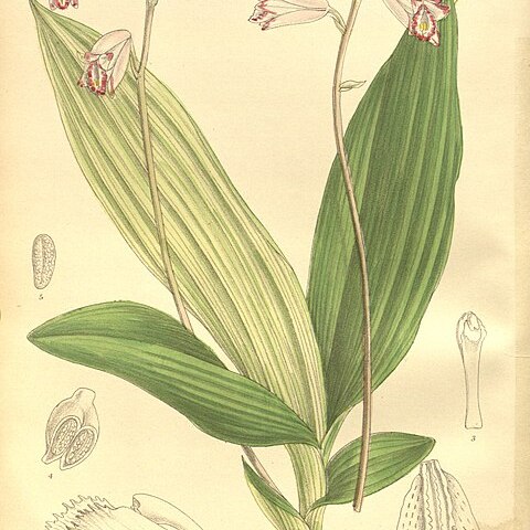 Bletilla foliosa unspecified picture