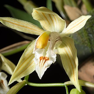 Coelogyne taronensis unspecified picture