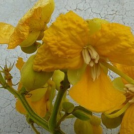 Senna rizzinii unspecified picture