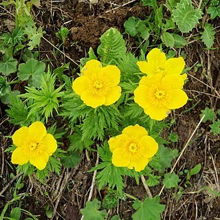 Trollius ranunculinus unspecified picture