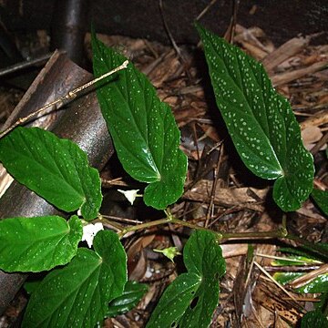 Begonia taiwaniana unspecified picture