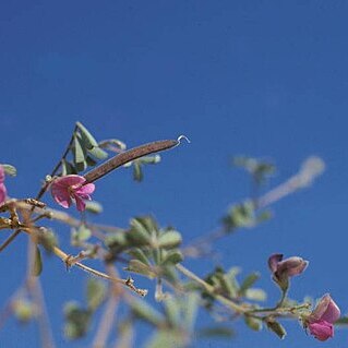 Tephrosia pumila unspecified picture