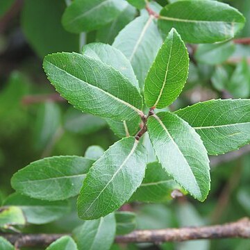 Salix denticulata unspecified picture