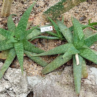 Aloe ellenbeckii unspecified picture