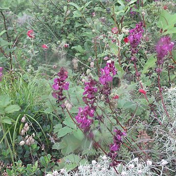 Pedicularis punctata unspecified picture