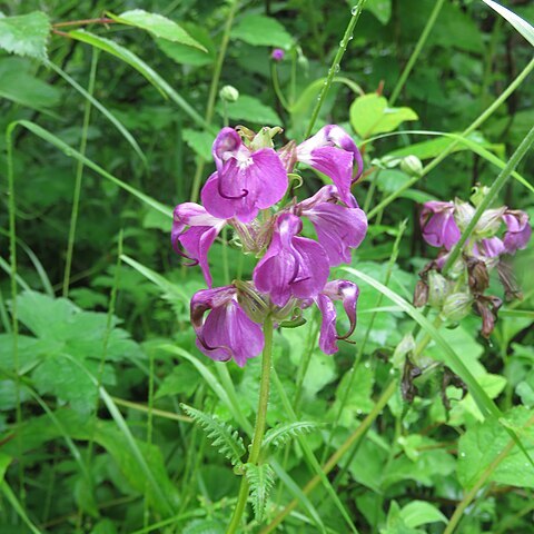 Pedicularis punctata unspecified picture