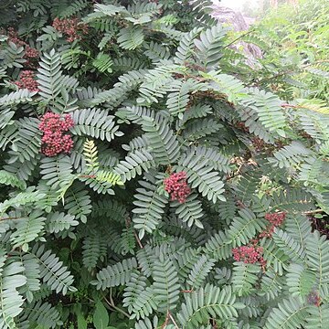 Sorbus microphylla unspecified picture