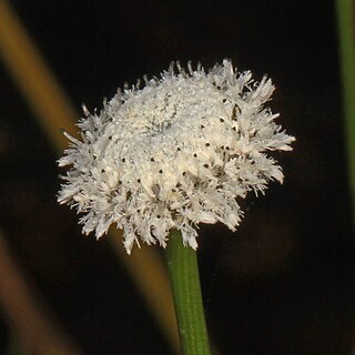 Eriocaulon compressum unspecified picture