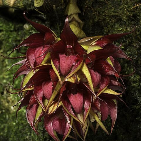 Bulbophyllum decurviscapum unspecified picture