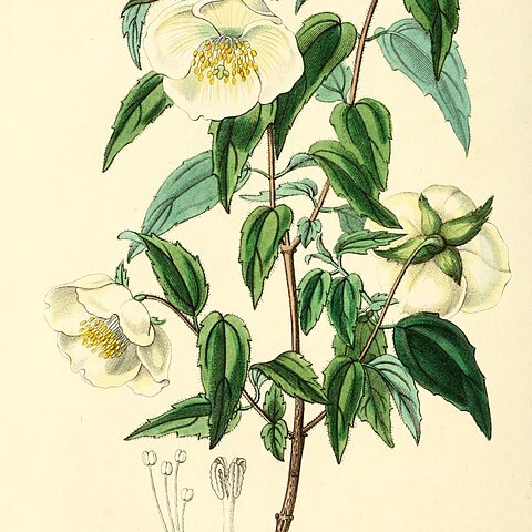 Philadelphus mexicanus unspecified picture