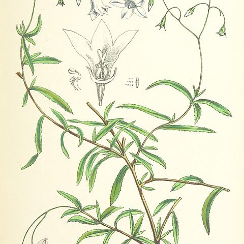 Wahlenbergia angustifolia unspecified picture