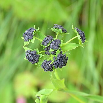 Bupleurum candollei unspecified picture