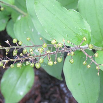 Maianthemum purpureum unspecified picture