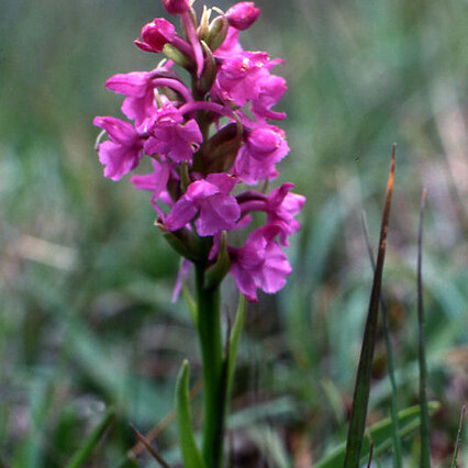 Gymnadenia borealis unspecified picture