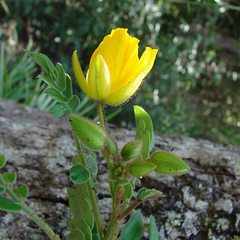 Chamaecrista machaeriifolia unspecified picture