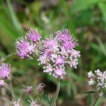 Trichogonia unspecified picture