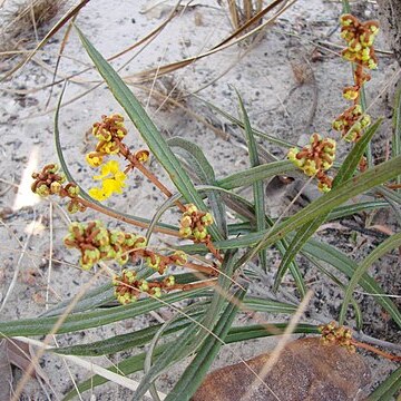 Byrsonima linearifolia unspecified picture