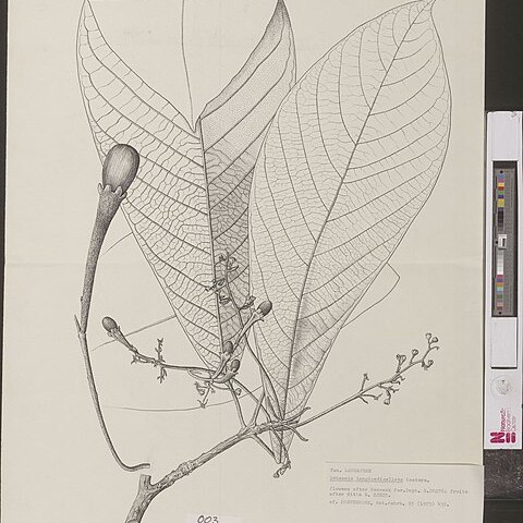 Dehaasia longipedicellata unspecified picture