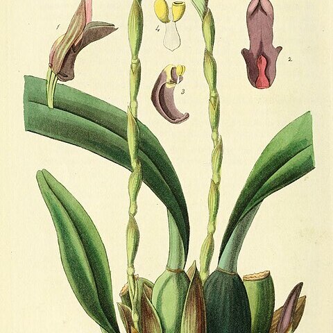 Maxillaria cucullata unspecified picture