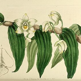 Dendrobium aqueum unspecified picture