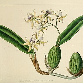 Prosthechea aemula unspecified picture