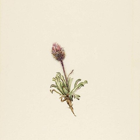 Erigeron lanatus unspecified picture