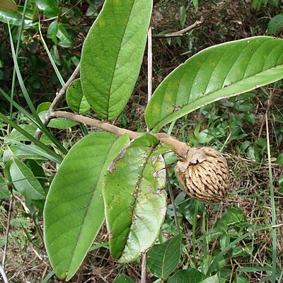 Annona monticola unspecified picture