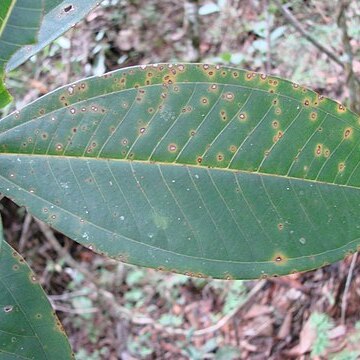 Miconia elegans unspecified picture