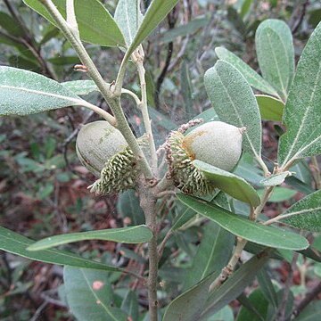 Notholithocarpus densiflorus var. echinoides unspecified picture