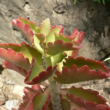 Kalanchoe sexangularis unspecified picture