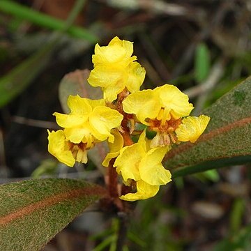 Byrsonima viminifolia unspecified picture