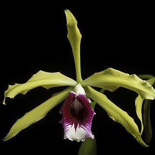 Cattleya tenebrosa unspecified picture