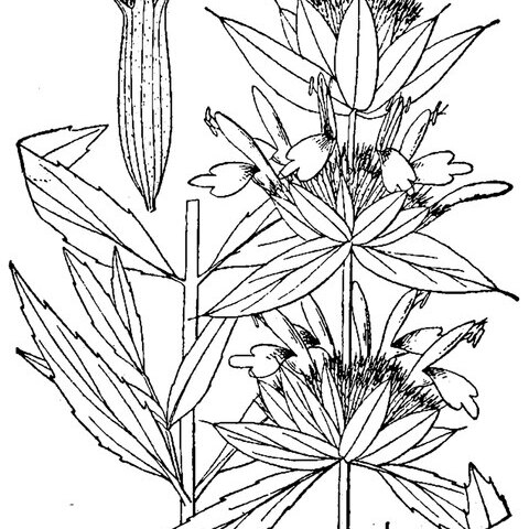 Monarda pectinata unspecified picture