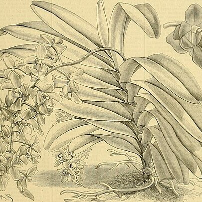 Aerides crassifolia unspecified picture