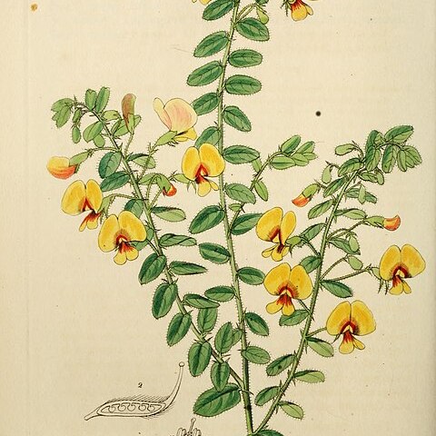 Bossiaea disticha unspecified picture