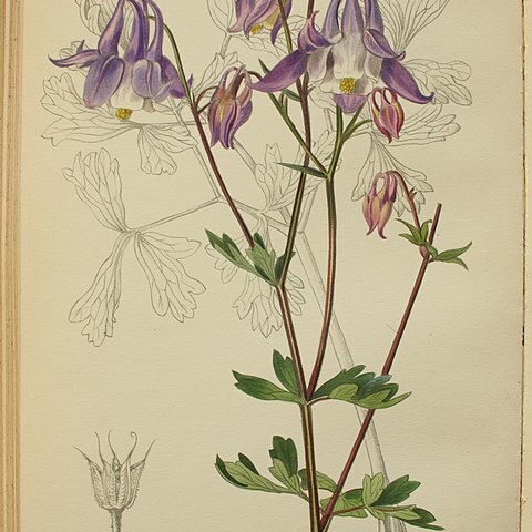 Aquilegia nikolicii unspecified picture