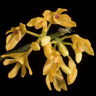 Dendrobium trichostomum unspecified picture