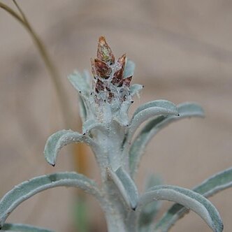 Gamochaeta falcata unspecified picture